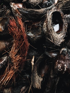 A close-up view of cracked and weathered coconut shells with fibrous husks intertwined among them. The image captures the texture and rugged appearance of the shells, highlighting the contrast between the dark, glossy interior and the rough, fibrous exterior.