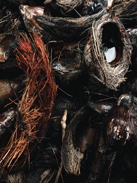 Close-up of palm shell waste being transformed into beauty product ingredients in a clean lab.