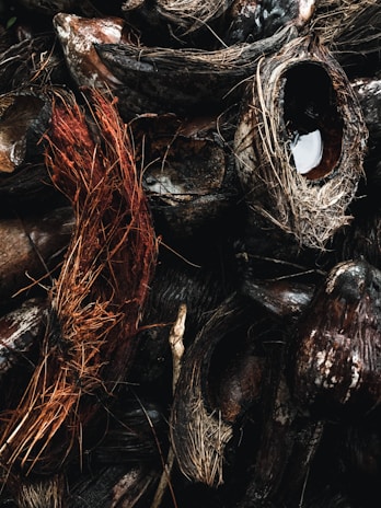 A close-up view of cracked and weathered coconut shells with fibrous husks intertwined among them. The image captures the texture and rugged appearance of the shells, highlighting the contrast between the dark, glossy interior and the rough, fibrous exterior.