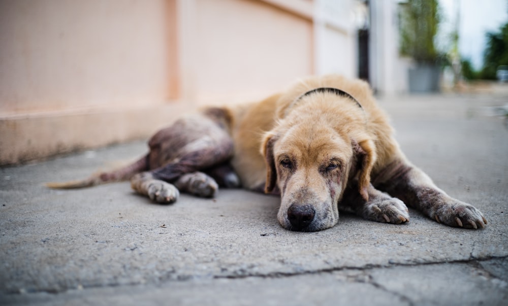 brown and white short coated dog lying on gray concrete floor during daytime