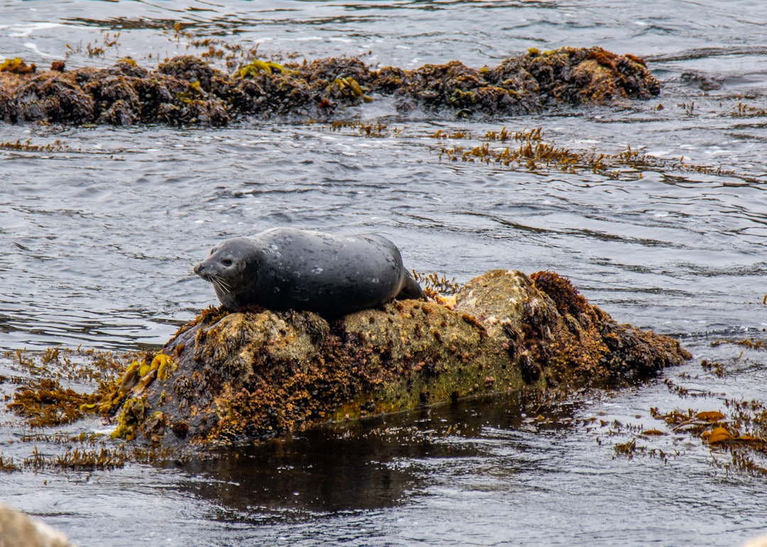 sea lion on rocky shore during daytime