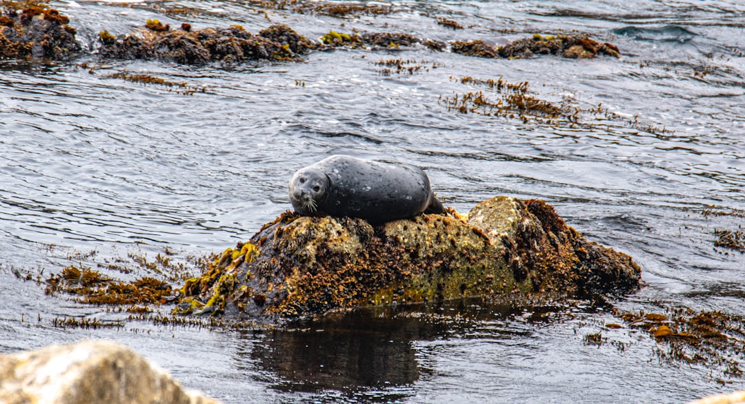 gray seal on rock near body of water during daytime