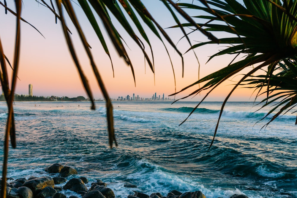 palm tree on the beach during daytime