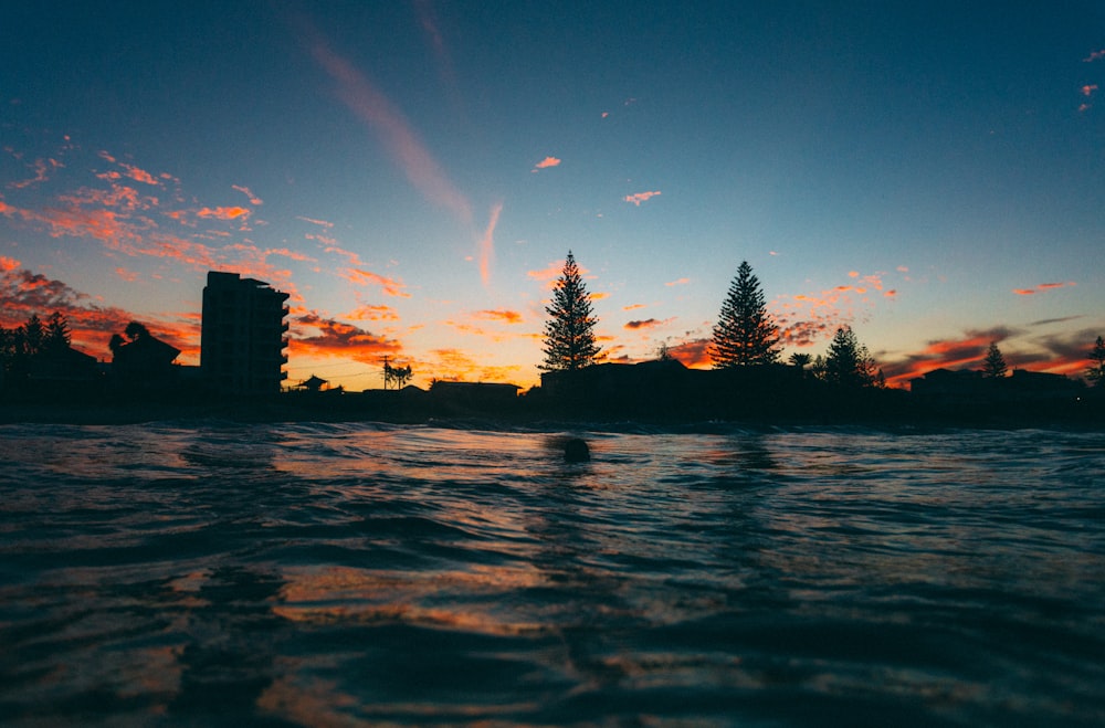 silhouette of trees near body of water during sunset