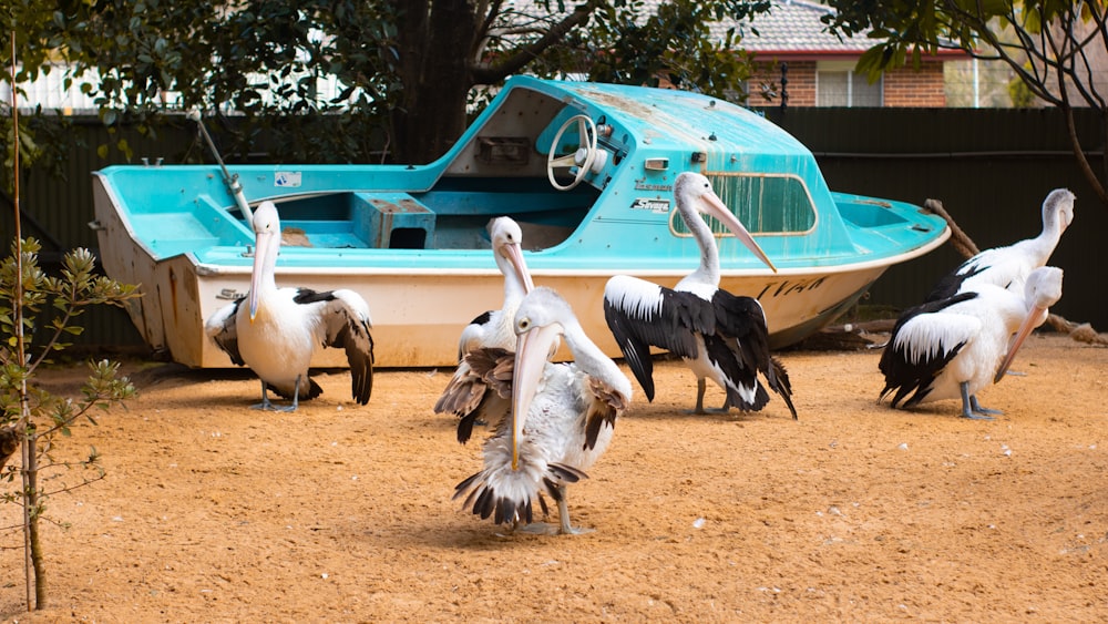 white pelicans on brown sand near body of water during daytime