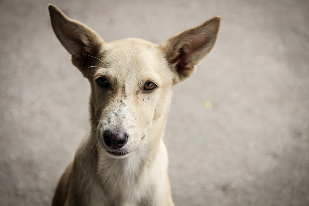 white short coated dog on gray concrete floor