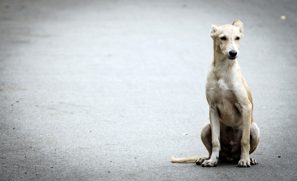 brown short coated dog sitting on gray concrete floor