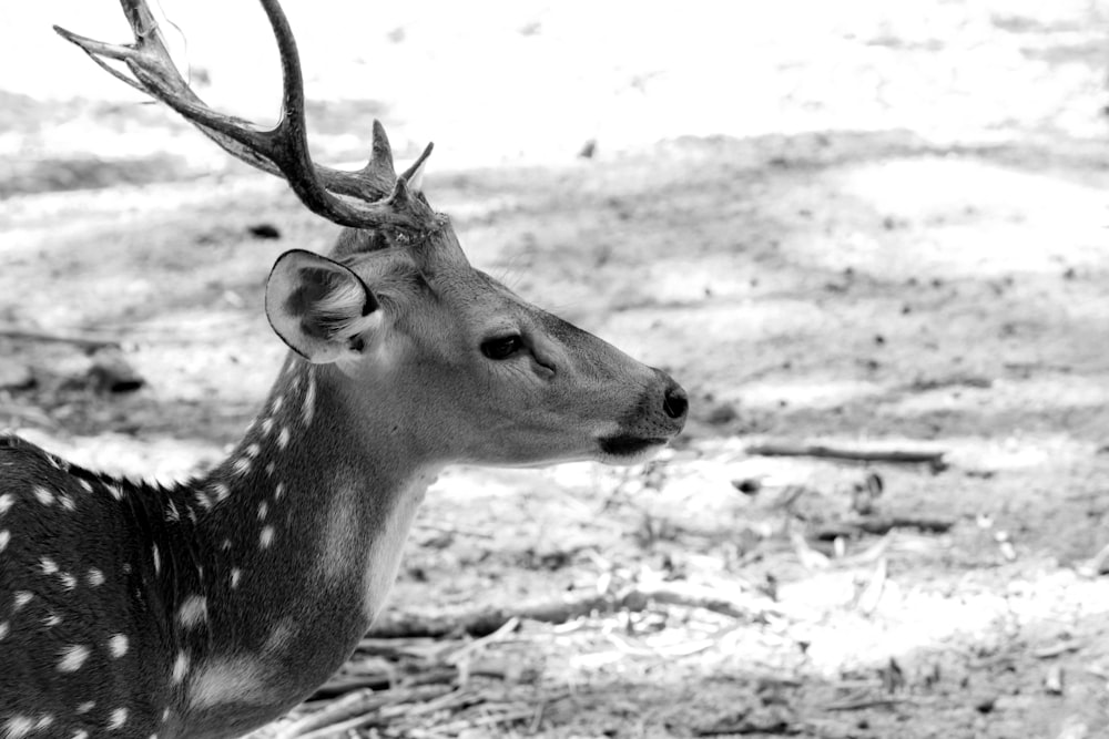 grayscale photo of a deer