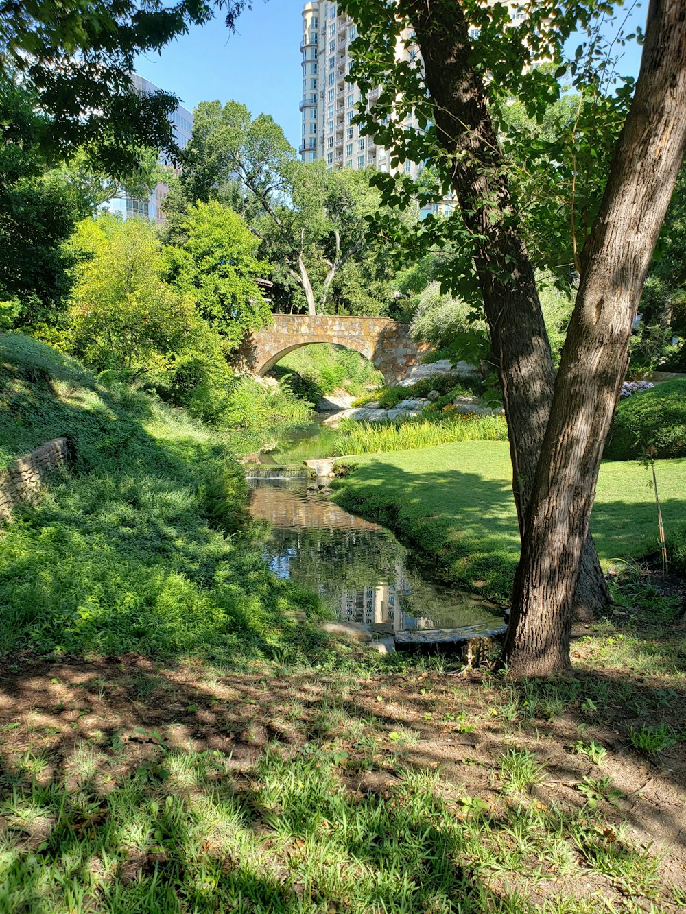 green trees near body of water during daytime