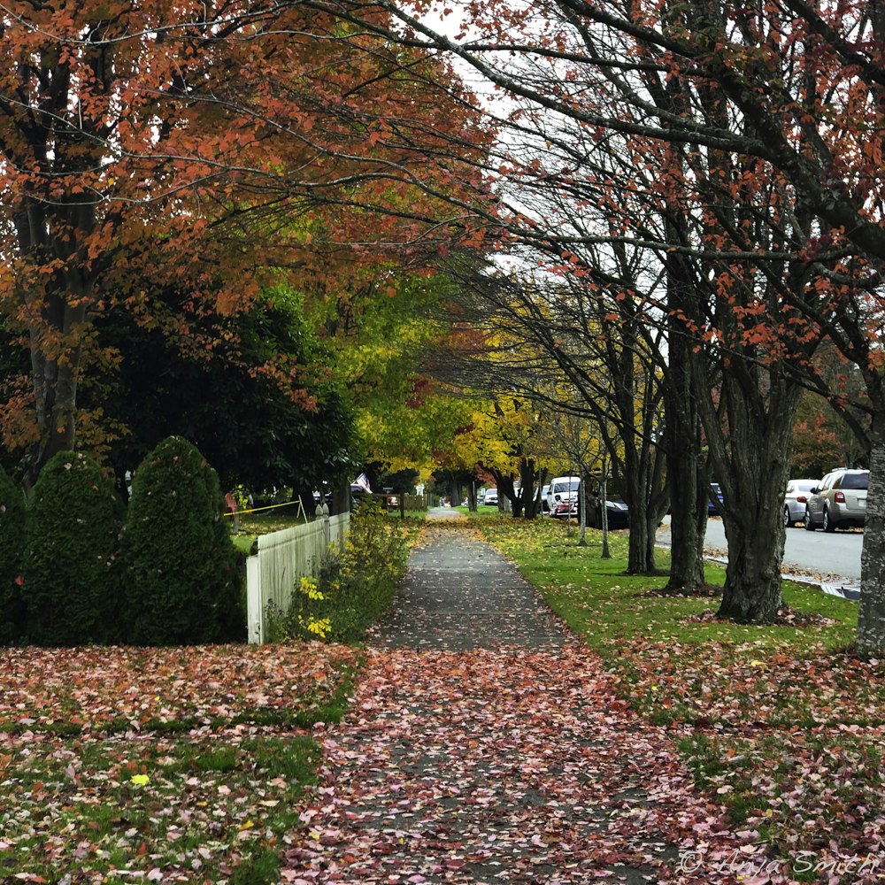 red and brown trees on park during daytime