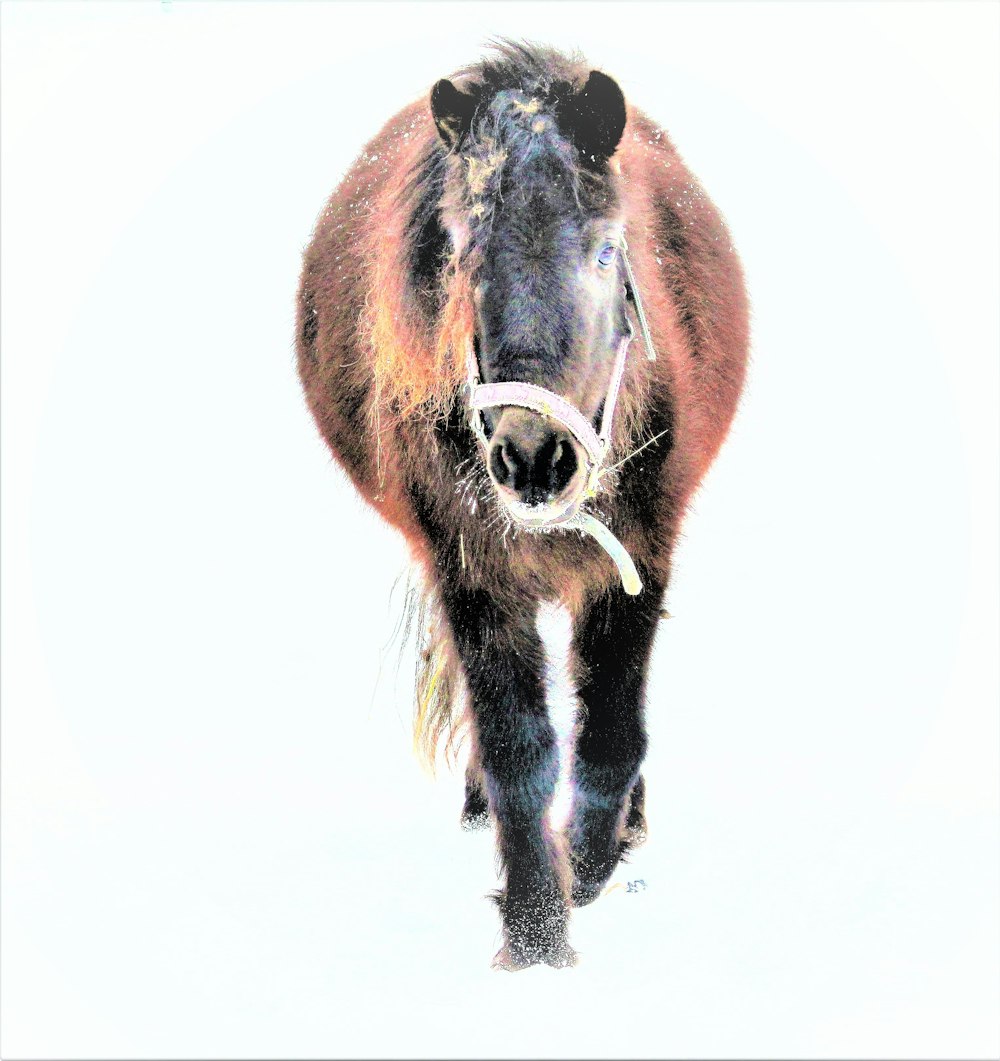 brown horse with white background