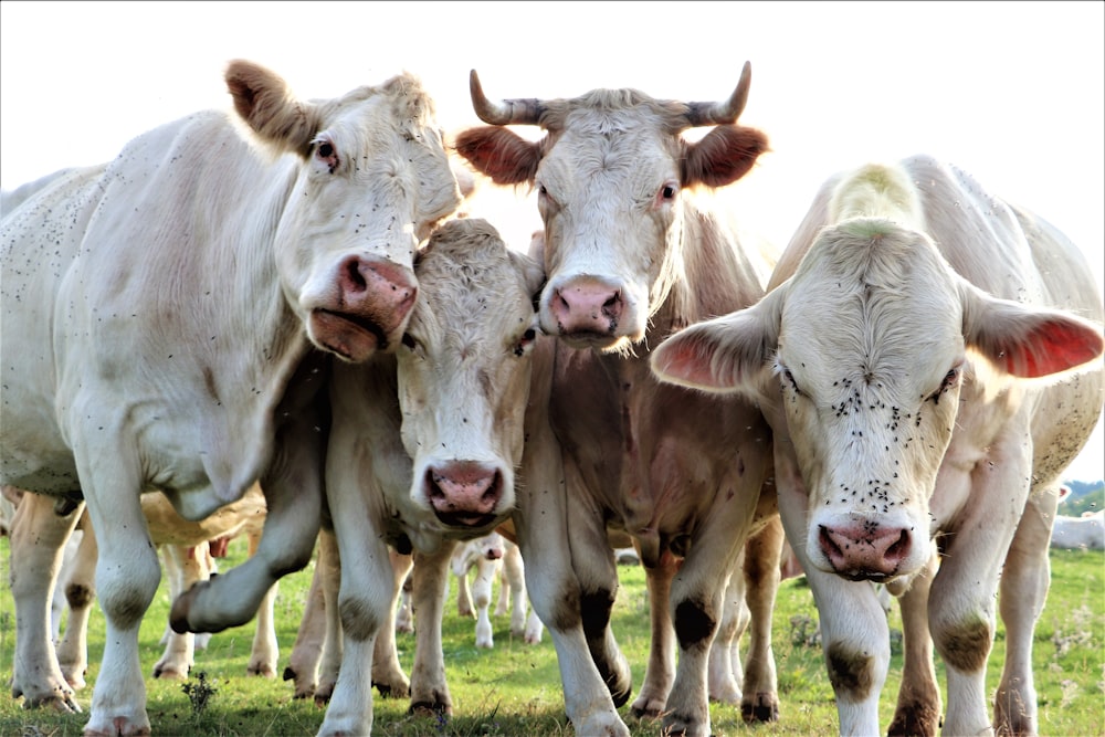 white and brown cow on green grass field during daytime