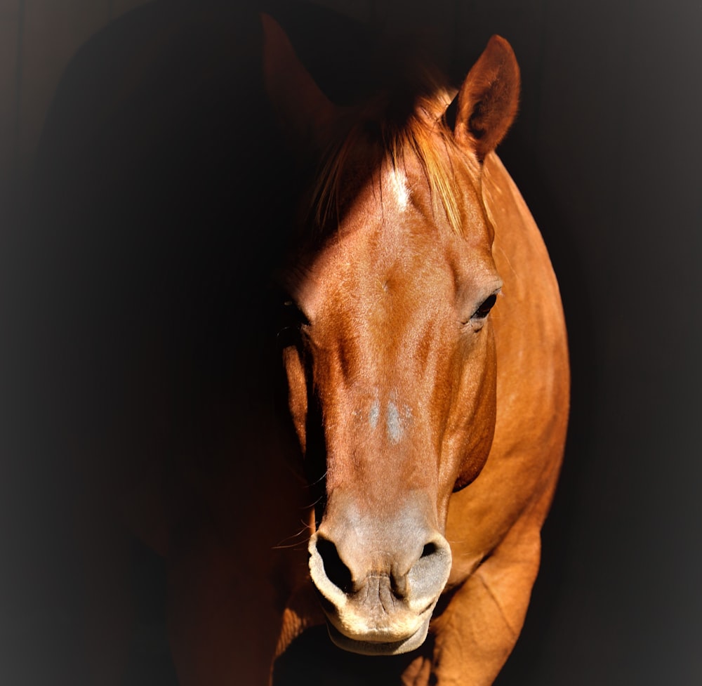 brown horse head in dark room
