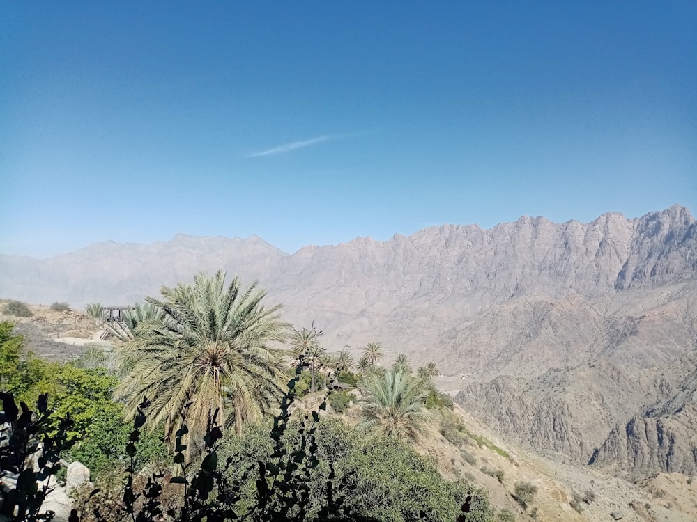 Grüne Palme in der Nähe des Berges unter blauem Himmel tagsüber