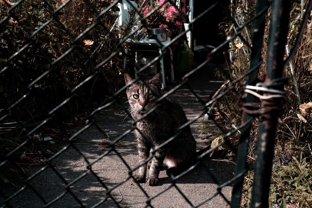 brown tabby cat on gray concrete floor