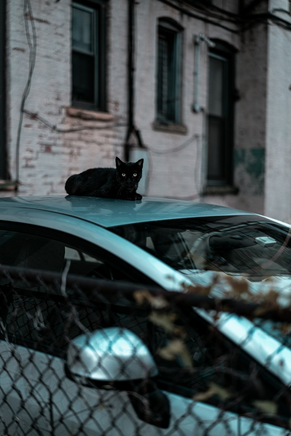 black cat on car hood