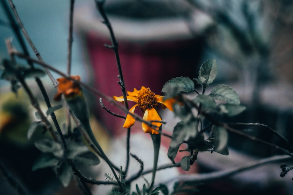 yellow and black flower in tilt shift lens