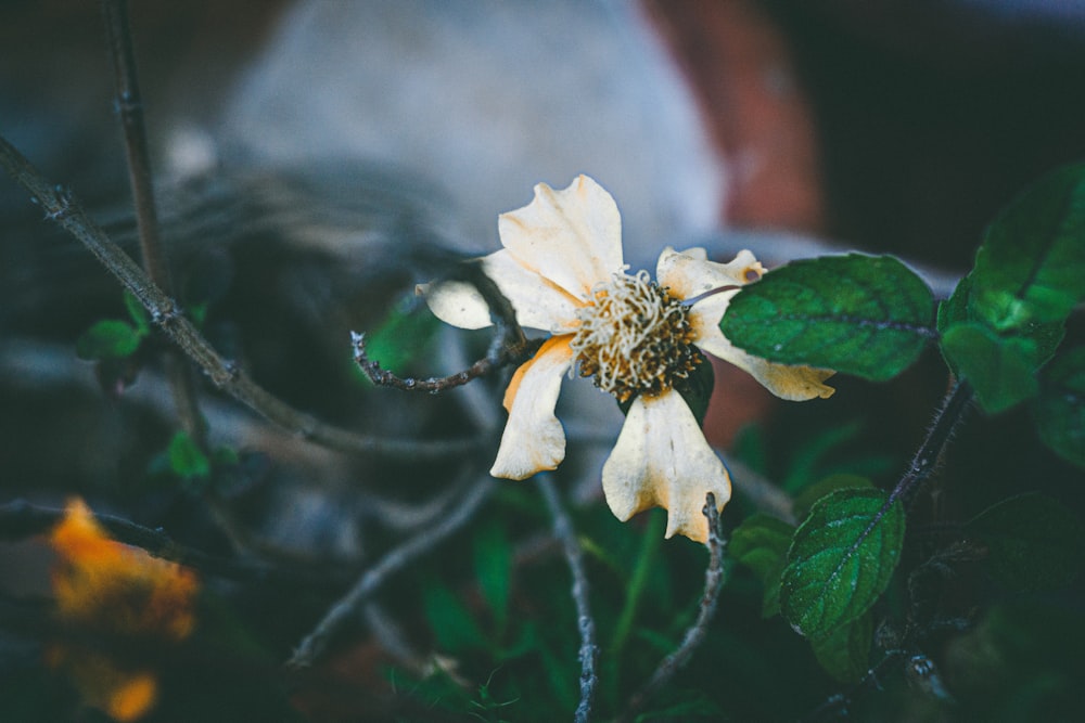 white flower in tilt shift lens