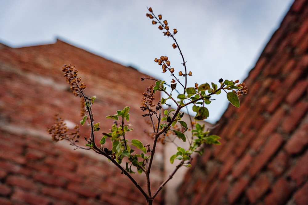 green plant near brown brick wall