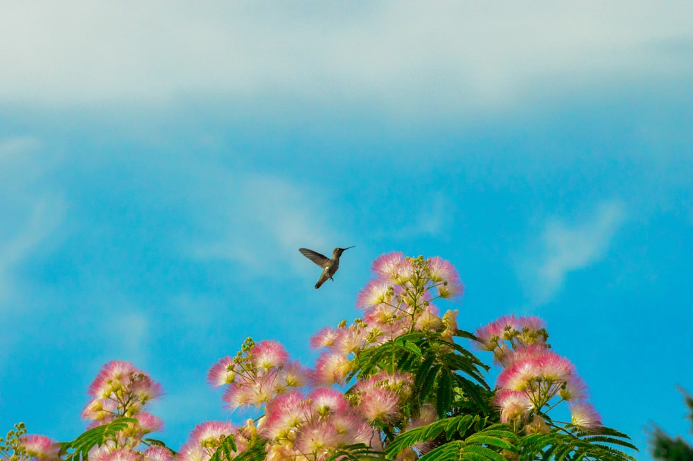 a hummingbird flying over a cluster of pink flowers