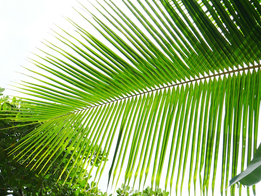 green palm tree during daytime