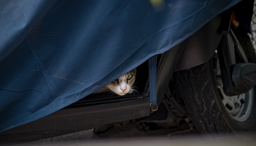 white and brown cat on blue textile