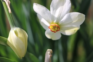 Close-up of a delicately carved narcissus bulb with roots and leaves displayed in a traditional Vietnamese Tet bowl