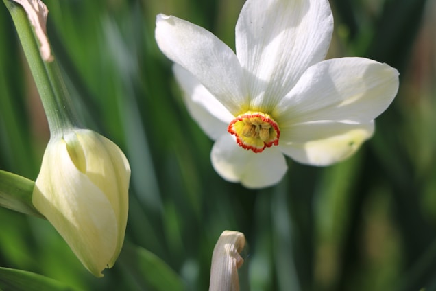 A close-up of a blooming narcissus flower with white petals and a vibrant yellow and red center. Beside it is a closed bud, partially obscured by green leaves in the background.