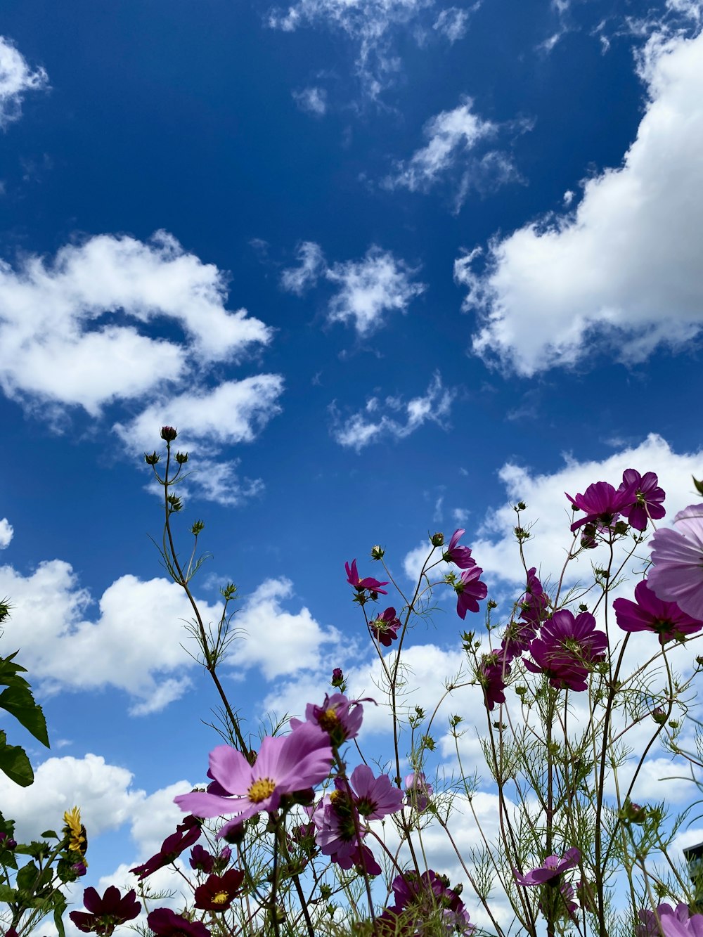 a field of purple flowers under a blue sky