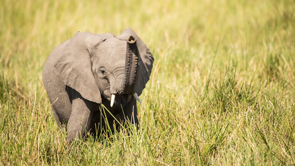 éléphant gris sur le champ d’herbe verte pendant la journée