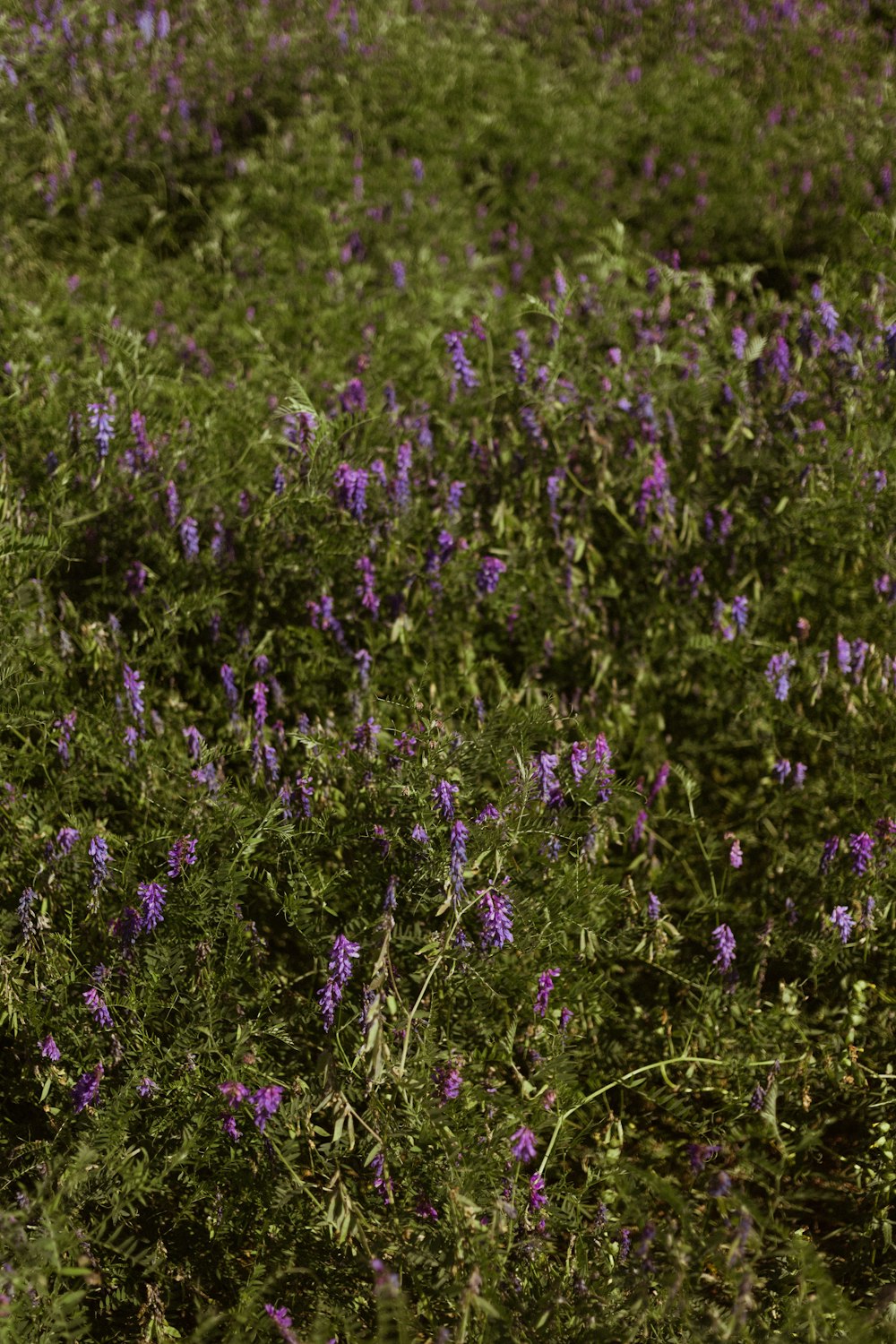 purple flower field during daytime