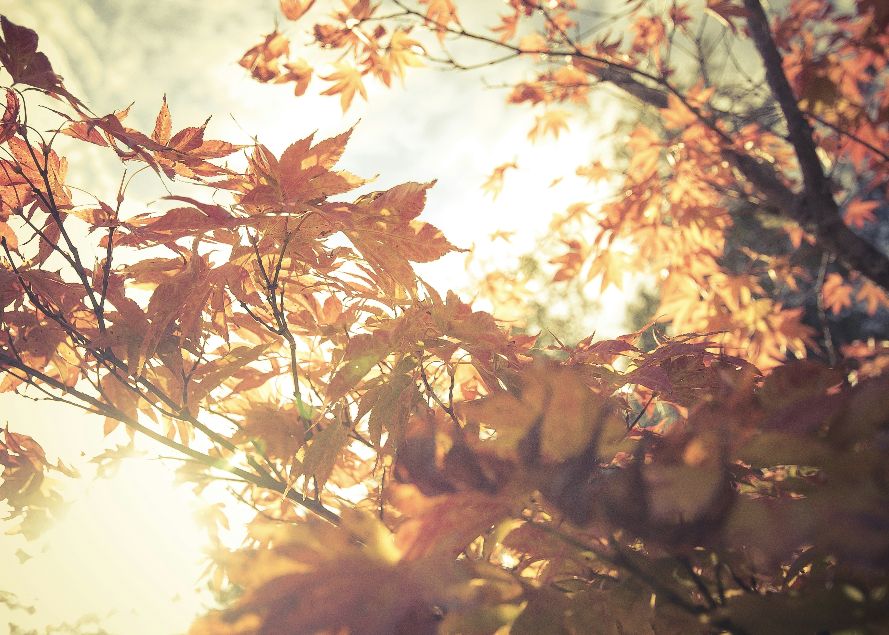 Photo by silverdalex