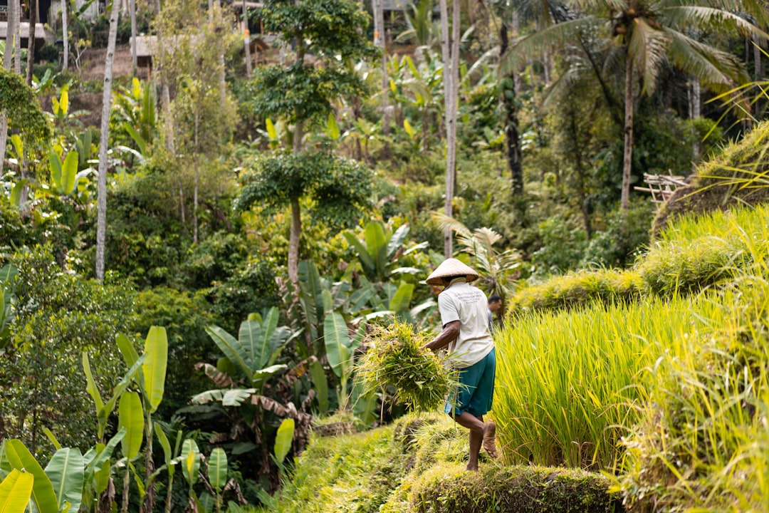 Jungle photo spot Tegallalang Rice Terrace Badung