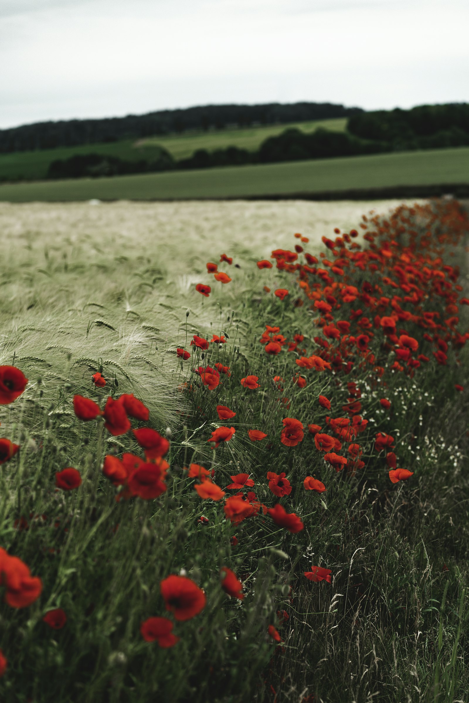 Sony a7R II + Sony FE 85mm F1.8 sample photo. Red flowers on green photography