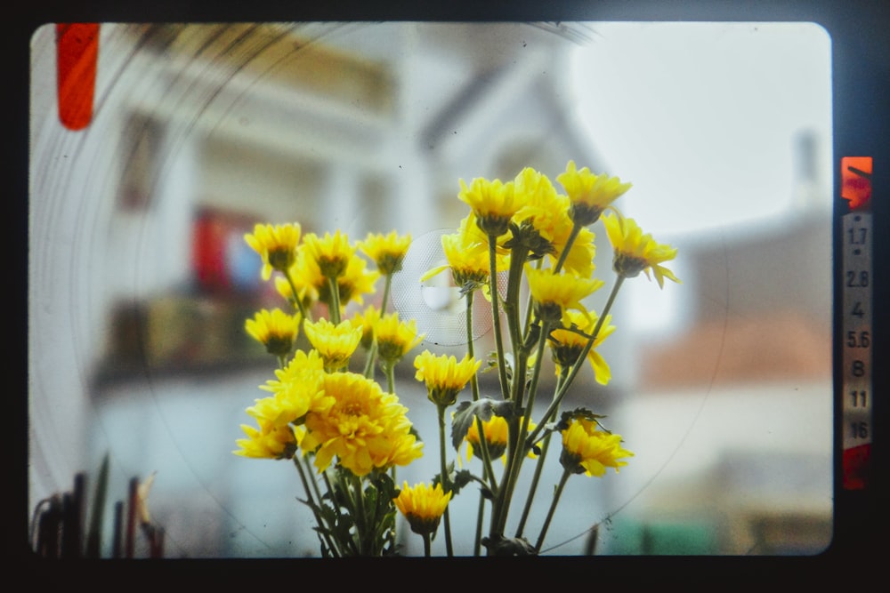 yellow daffodils in bloom during daytime