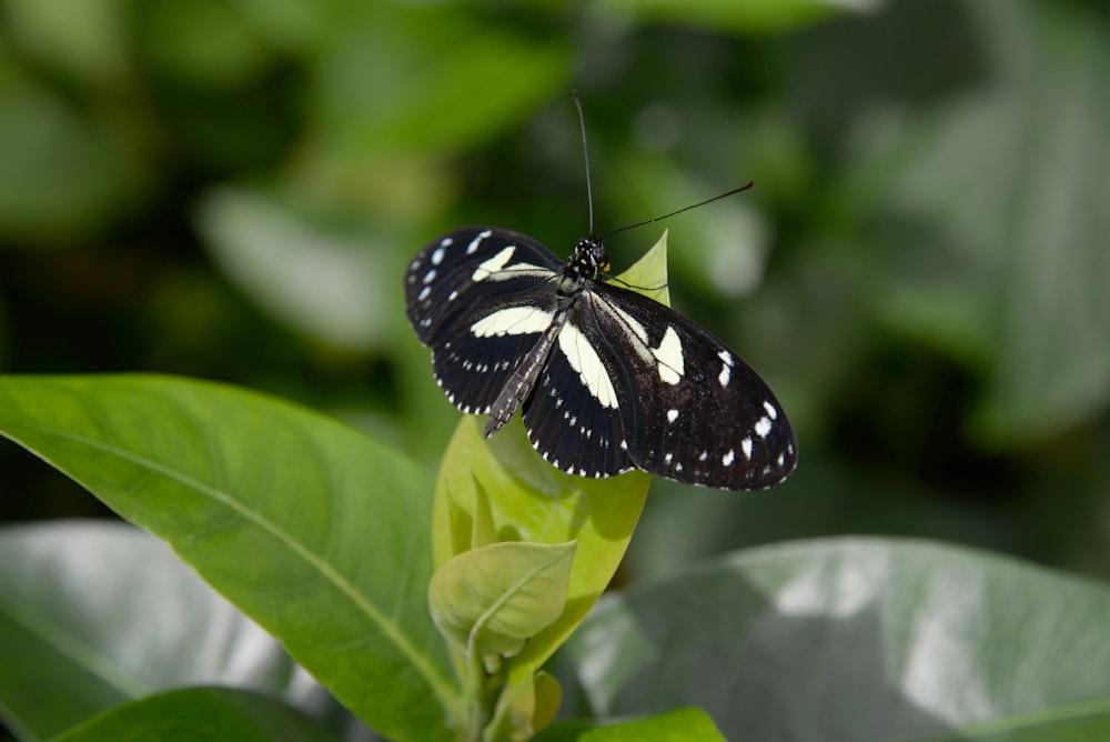 borboleta preta e branca empoleirada na folha verde em fotografia de perto durante o dia