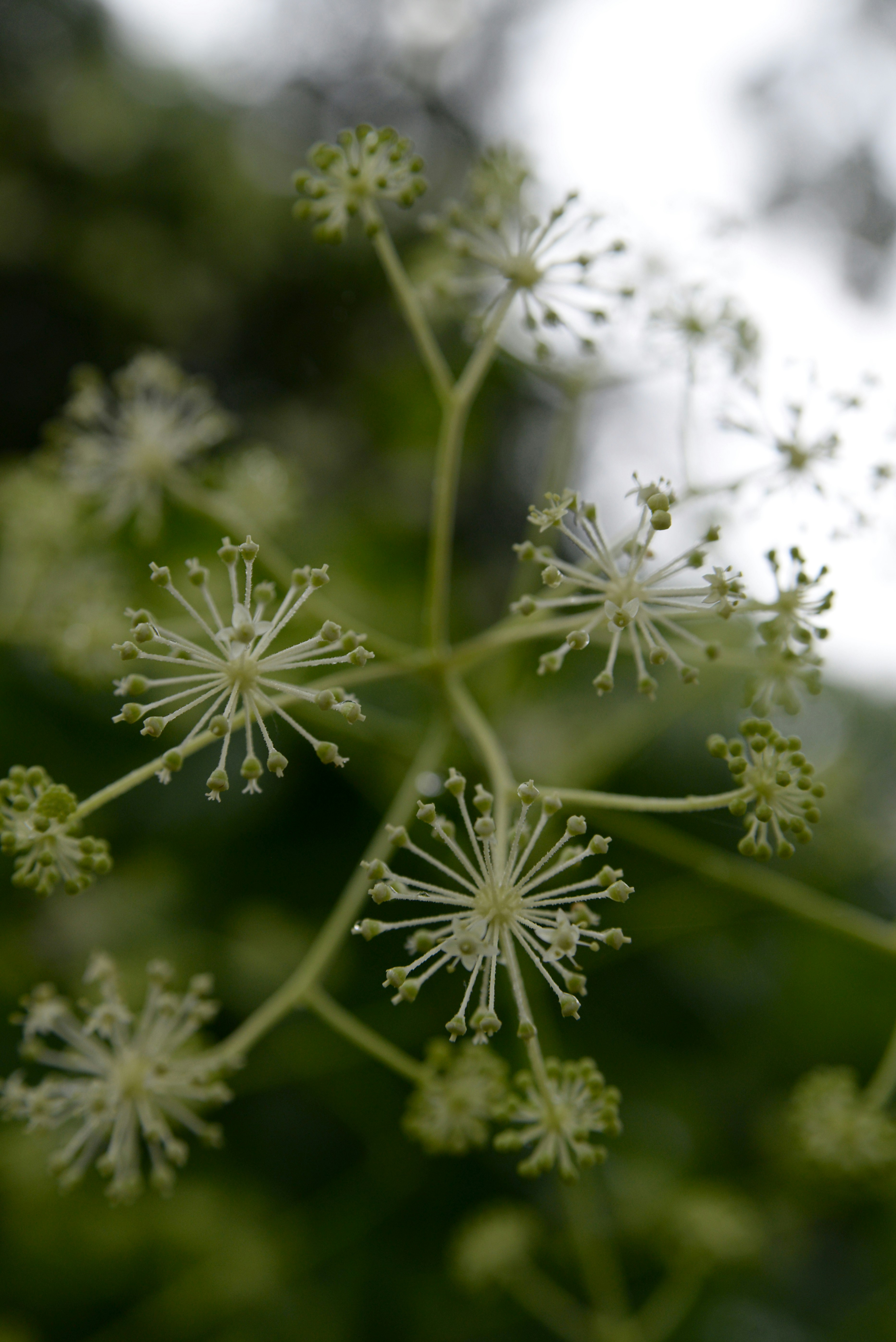 white dandelion in close up photography