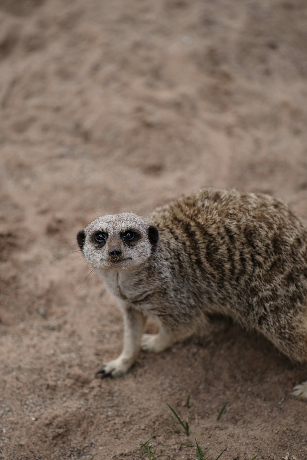 brown and white animal on brown sand during daytime