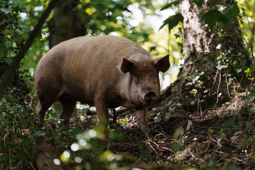 Braunes Schwein auf grünem Gras tagsüber