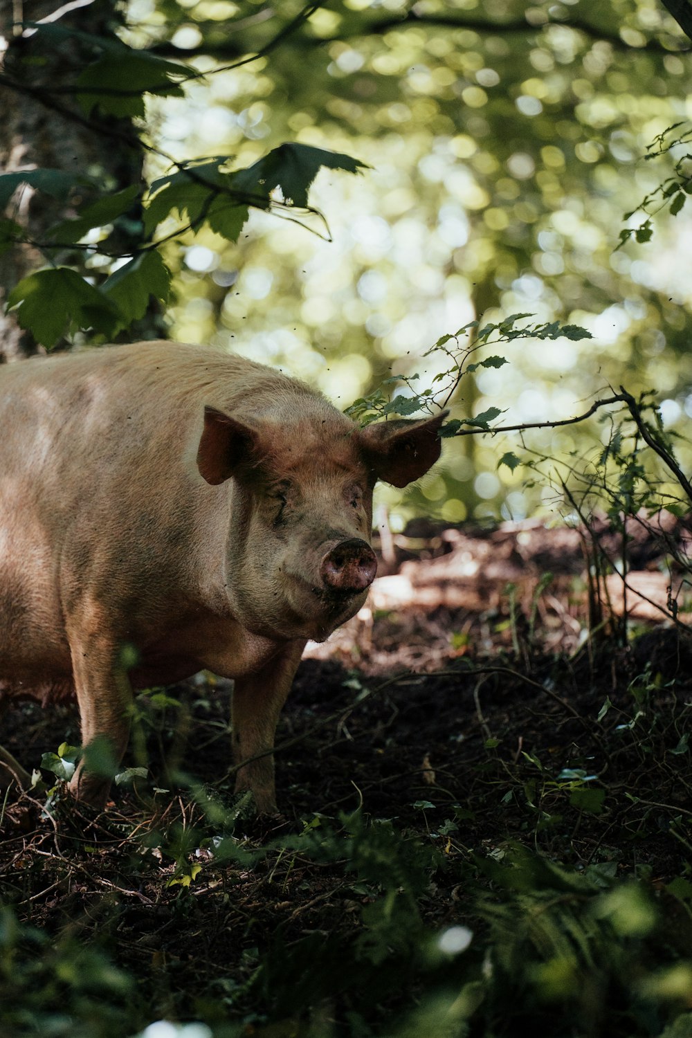 brown pig on brown dried leaves during daytime