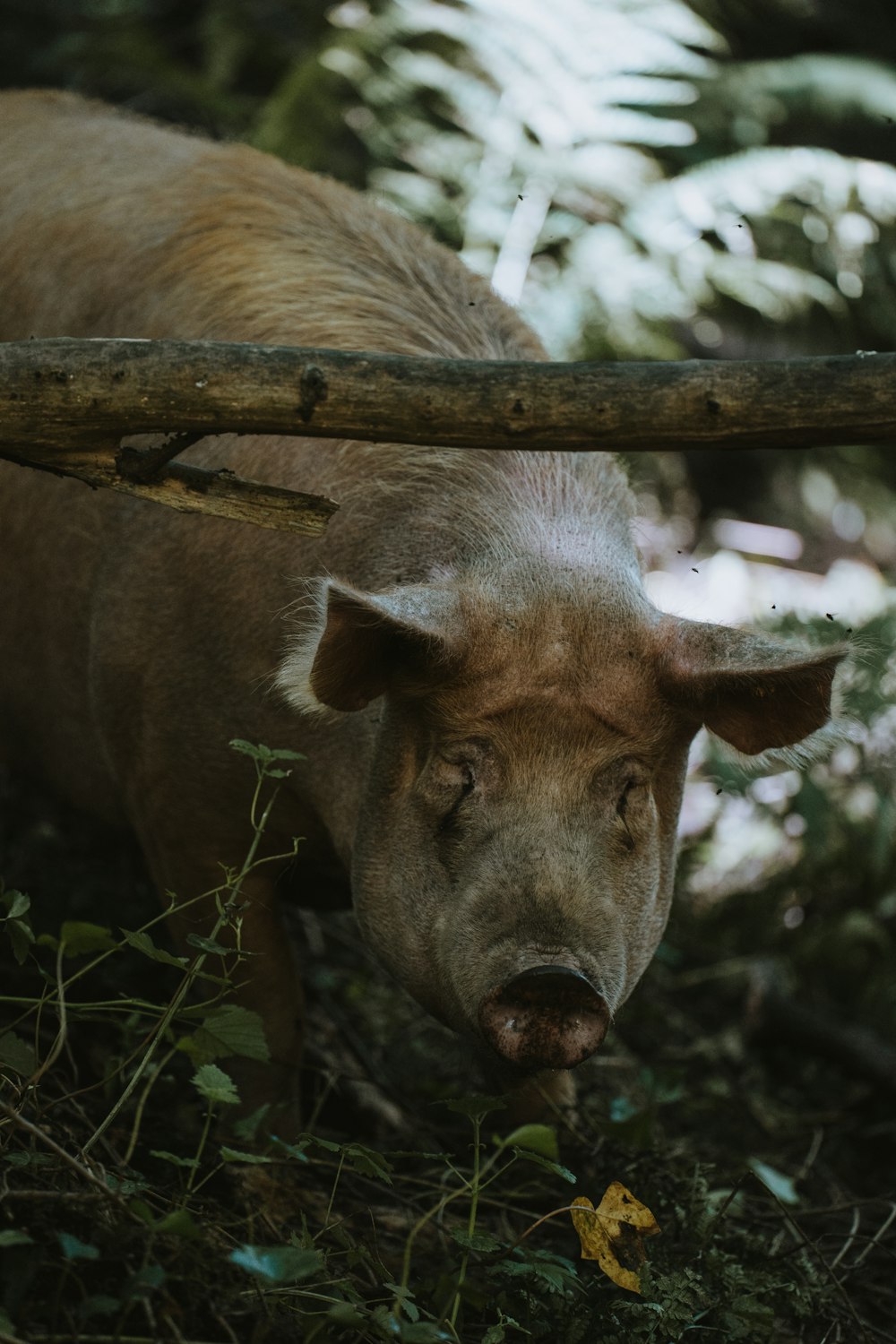 brown pig on green grass during daytime