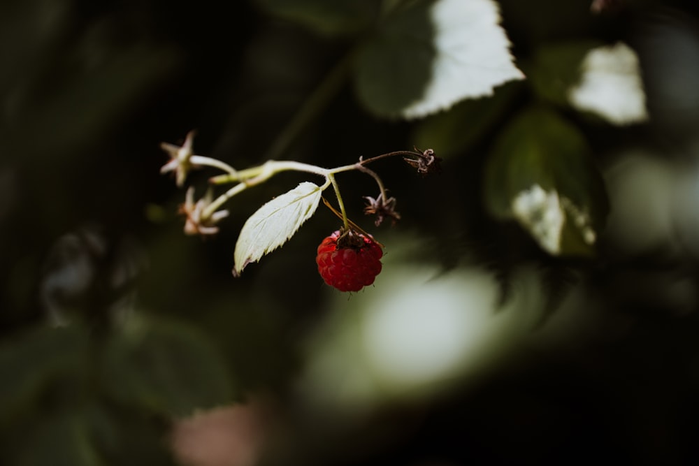 frutos vermelhos redondos com folhas brancas