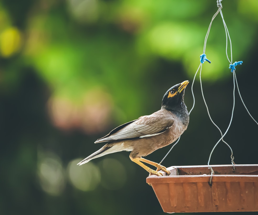 brown and gray bird on brown wooden fence during daytime