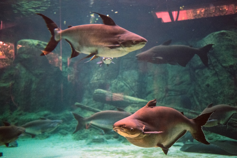 black and white fish in aquarium