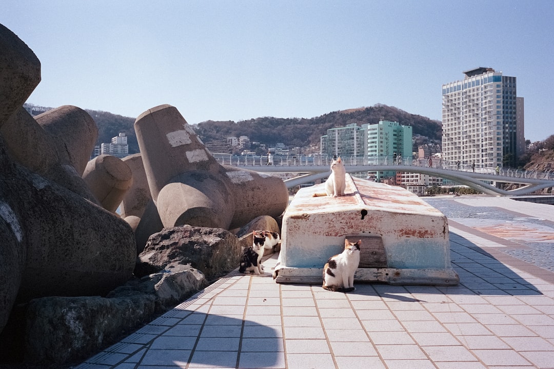 Landmark photo spot Busan Haedong Yonggungsa