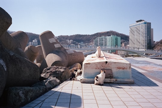 white short coated dog on white concrete floor during daytime in Busan South Korea