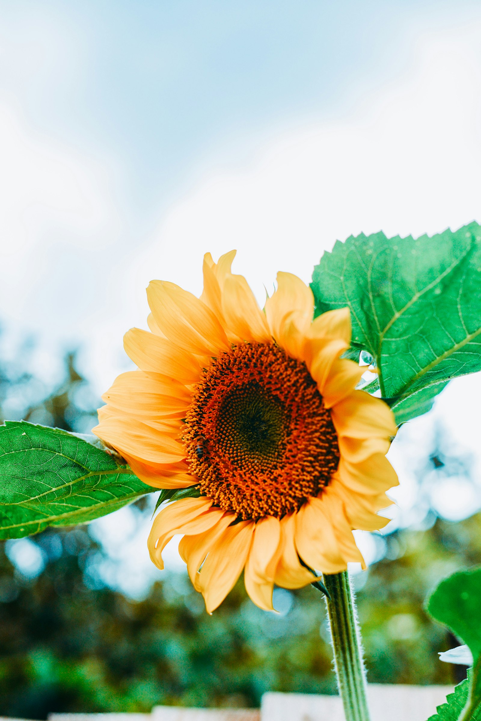 Nikon D610 + Nikon AF-S Nikkor 50mm F1.4G sample photo. Yellow sunflower in close photography