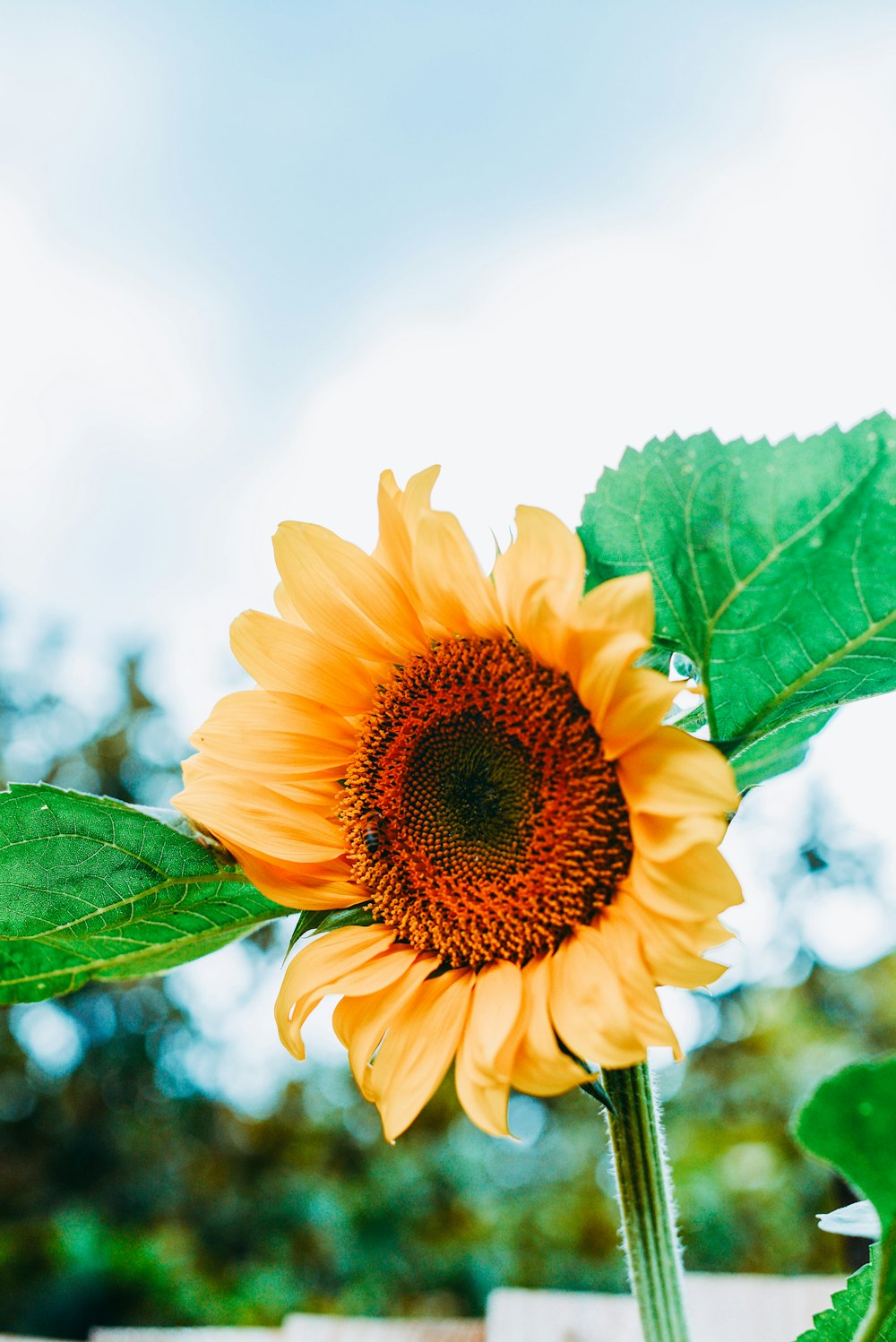 yellow sunflower in close up photography