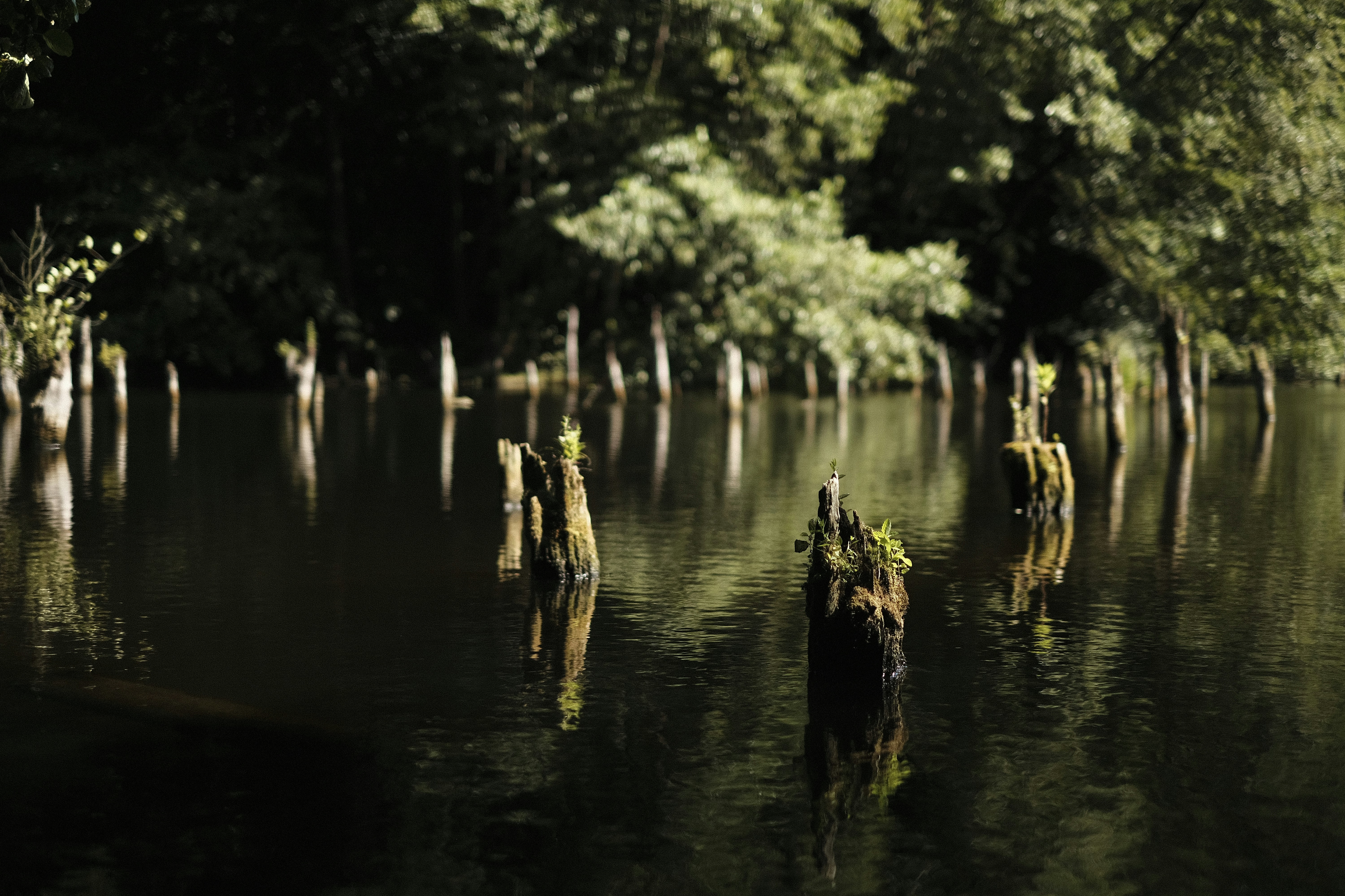 Photo by kaloczidev_