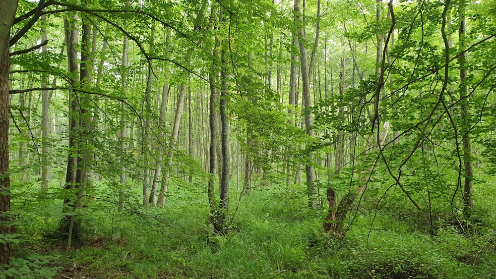 alberi verdi ed erba verde durante il giorno